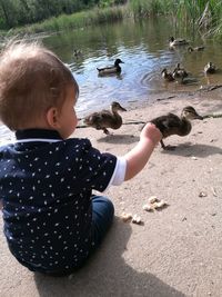 Rear view of boy sitting by swans swimming on lake