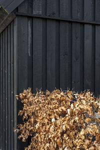 Close-up of dried leaves on wood