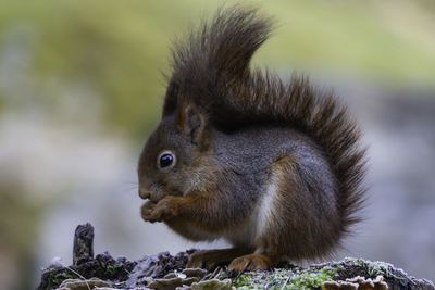 Close-up of a squirrel on a frosty morning. the picture is taken during winter in sweden