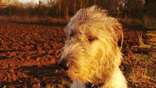 Close-up of dog outdoors