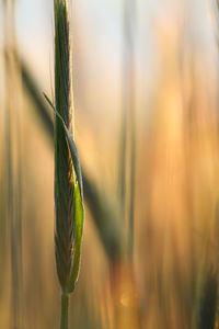 Close-up of plant