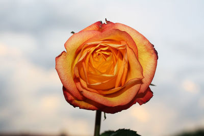 Close-up of rose against orange sky