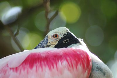 Close-up of spoonbill bird