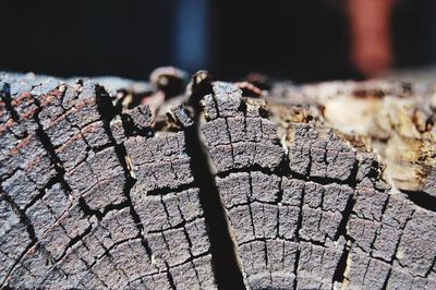 Close-up of wood