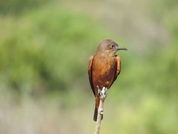 Close-up of bird perching outdoors