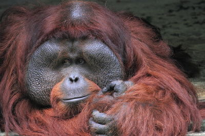 Close-up portrait of a orang utan 