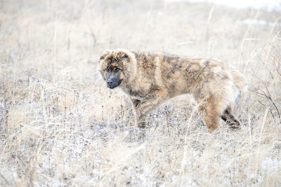 View of an animal in snow