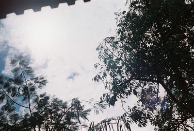 Low angle view of silhouette trees against sky during winter