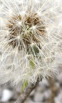 Close-up of dandelion