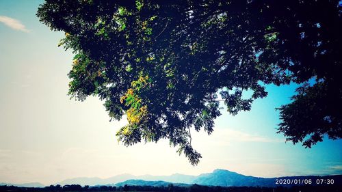 Low angle view of silhouette tree against sky