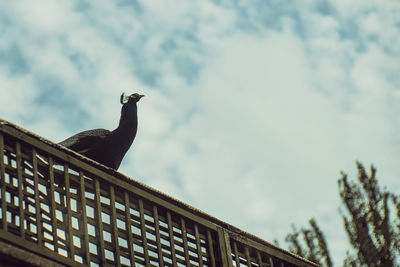 Low angle view of bird perching on roof against sky