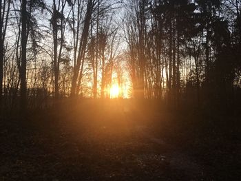 Silhouette trees in forest during sunset