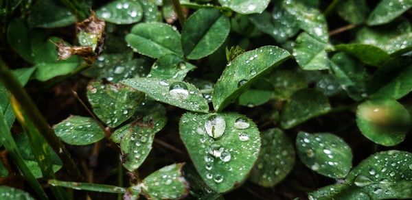 Close-up of wet plant leaves during rainy season