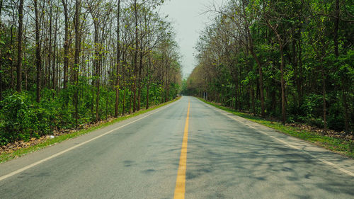 Empty road amidst trees in forest