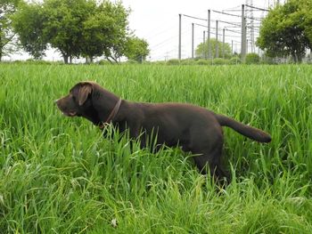 Dog grazing on grassy field