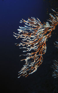 High angle view of light trails at night