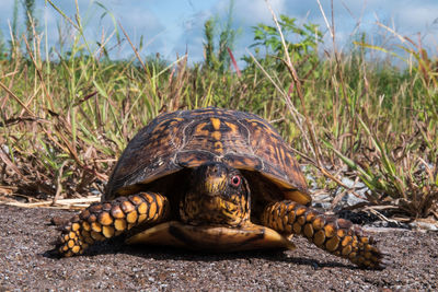 Close-up of a turtle on field