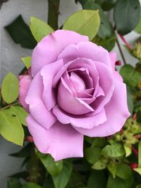 Close-up of pink rose blooming outdoors