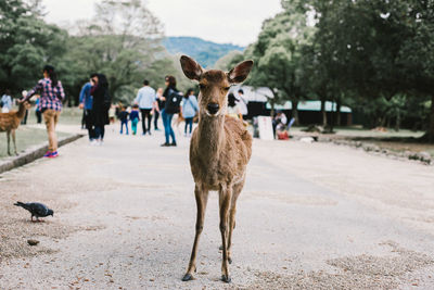 Portrait of horse standing on road