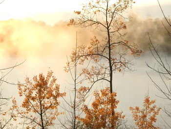 Low angle view of autumn trees against cloudy sky