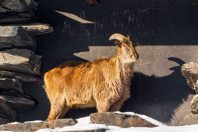 View of animal on rock