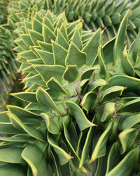 Close-up of plants