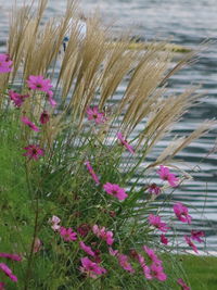 Close-up of pink flowering plants on field