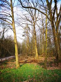 Scenic view of forest