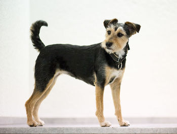 Dog with dog in background