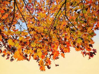 Low angle view of maple tree