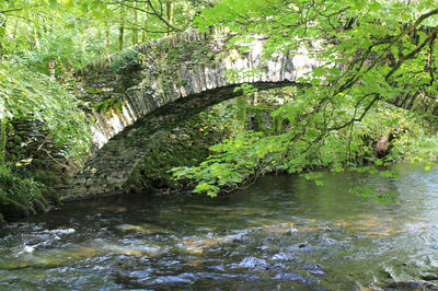 River flowing through a forest