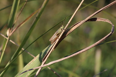 Green grasshopper in a meadow