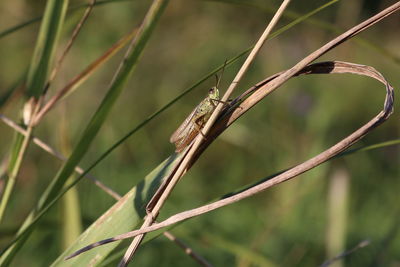 Close-up of plant