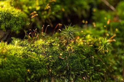 Close-up of fresh green tree