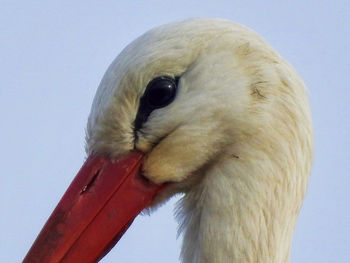 Low angle view of bird
