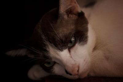 Close-up portrait of a cat