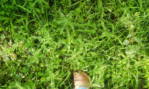 Low section of woman standing on grass