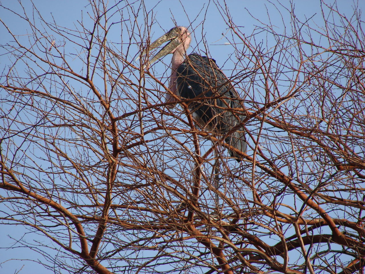 LOW ANGLE VIEW OF BIRD PERCHING ON BARE TREE