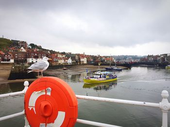 Bird by sea against sky in city
