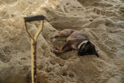High angle view of dog on sand at beach