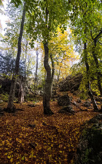 Trees in forest during autumn