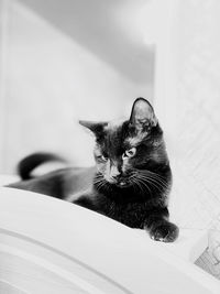 Portrait of cat sitting on table