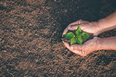 High angle view of hand holding plant on field