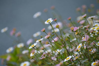 Close-up of flowering plant on field