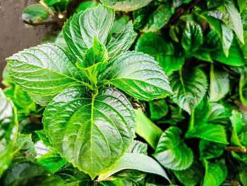 Close-up of fresh green plant