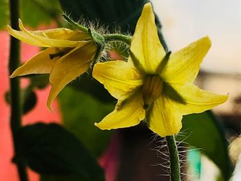 Close-up of yellow flower blooming outdoors