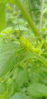 Close-up of insect on leaf