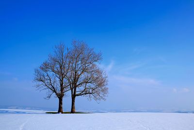 Bare trees on landscape
