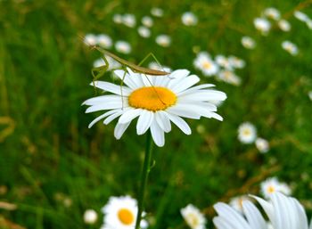 Close-up of daisy flowers blooming in field