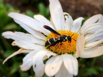 Close-up of bee on white flower